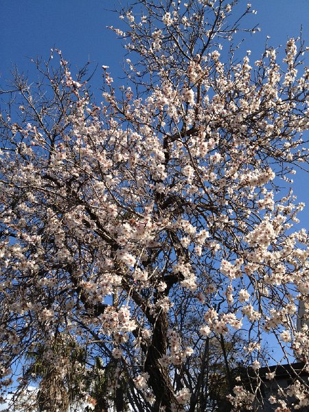 Mallorca_12_01.jpg - Seltene Mandelblüte - Mitte Februar 2012 sind die meisten Bäume noch rund 10 Tage im Rückstand